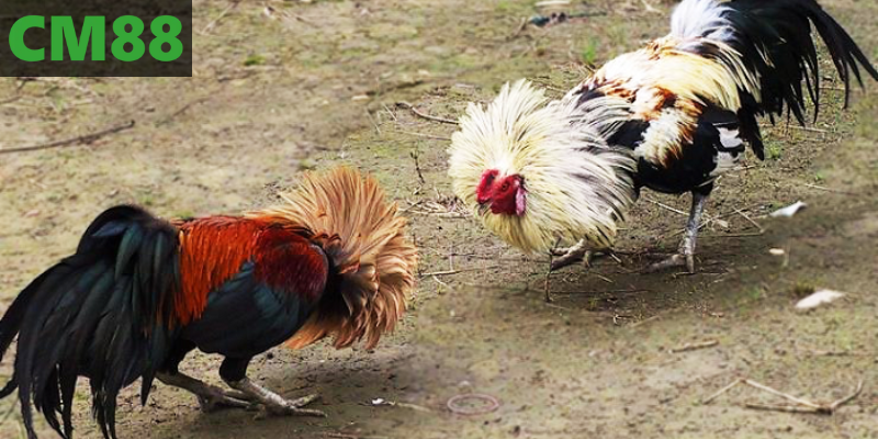 Khám phá đá gà trực tuyến tại nền tảng hàng đầu